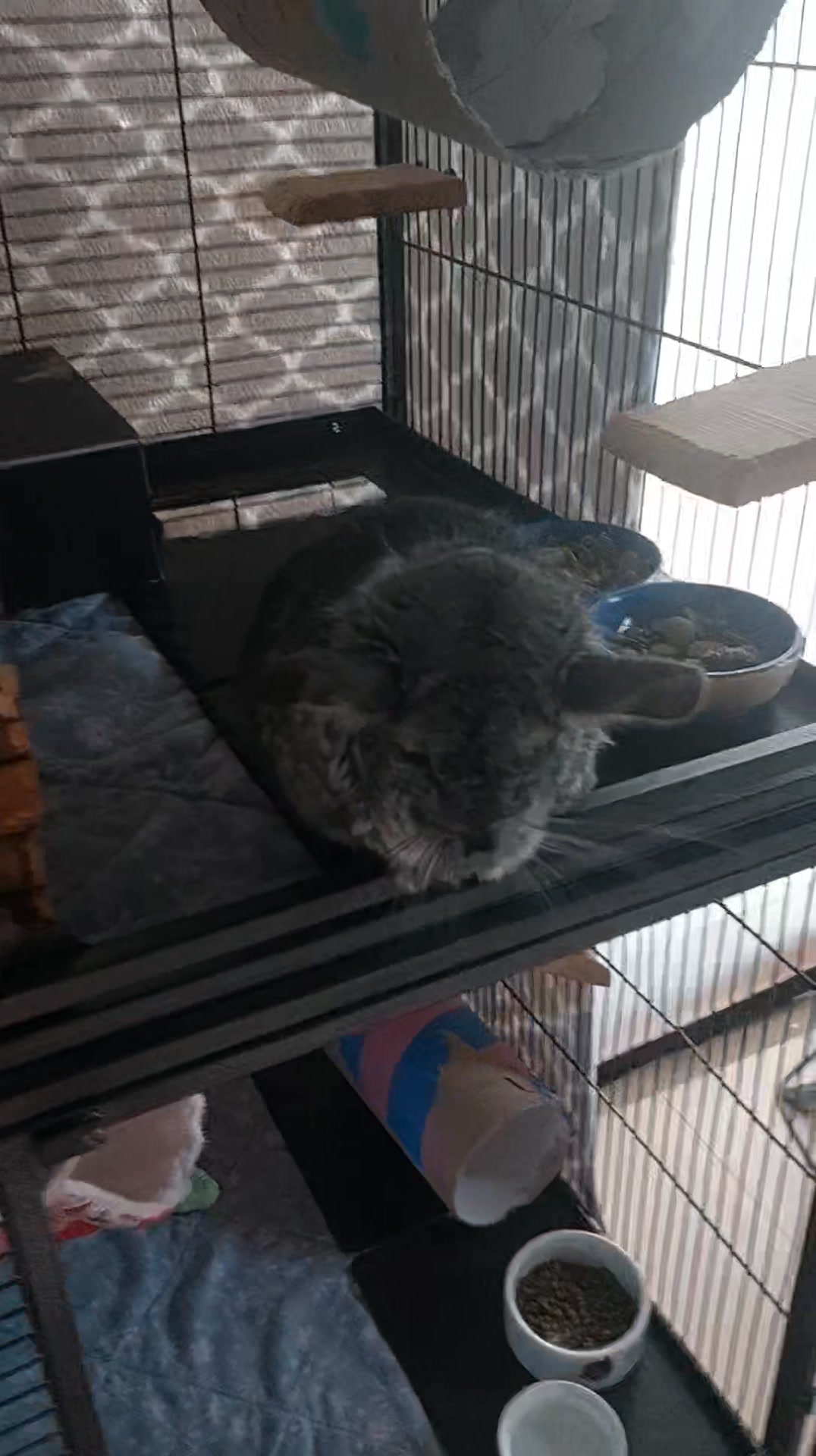 Good morning and happy Furrrday Every morning after having his daily ...