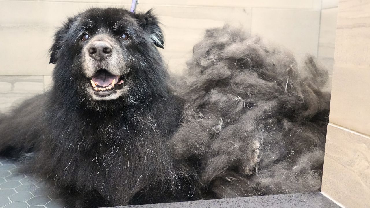 15 year old dog first EVER groom | INSANE transformation! | Girl With ...