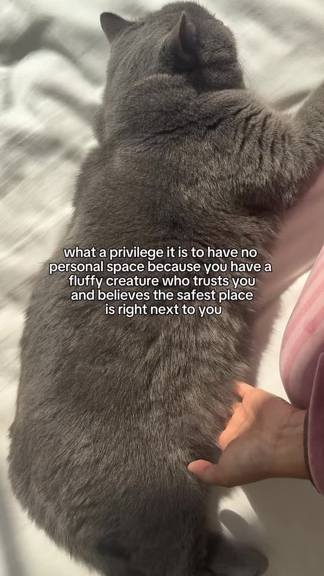 the best of privileges to have . . . #privilege #cats #instacat # ...