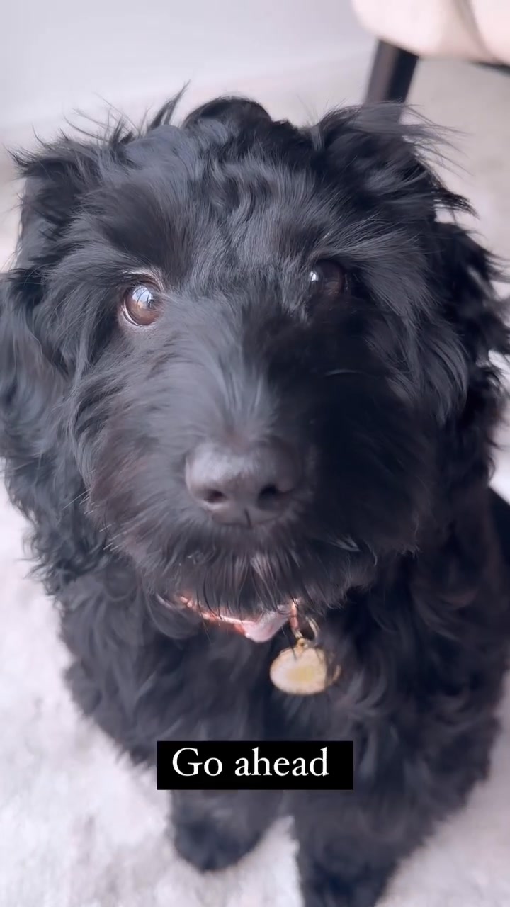 How beautiful is this video..! | Black Cockapoo Lovers | Facebook