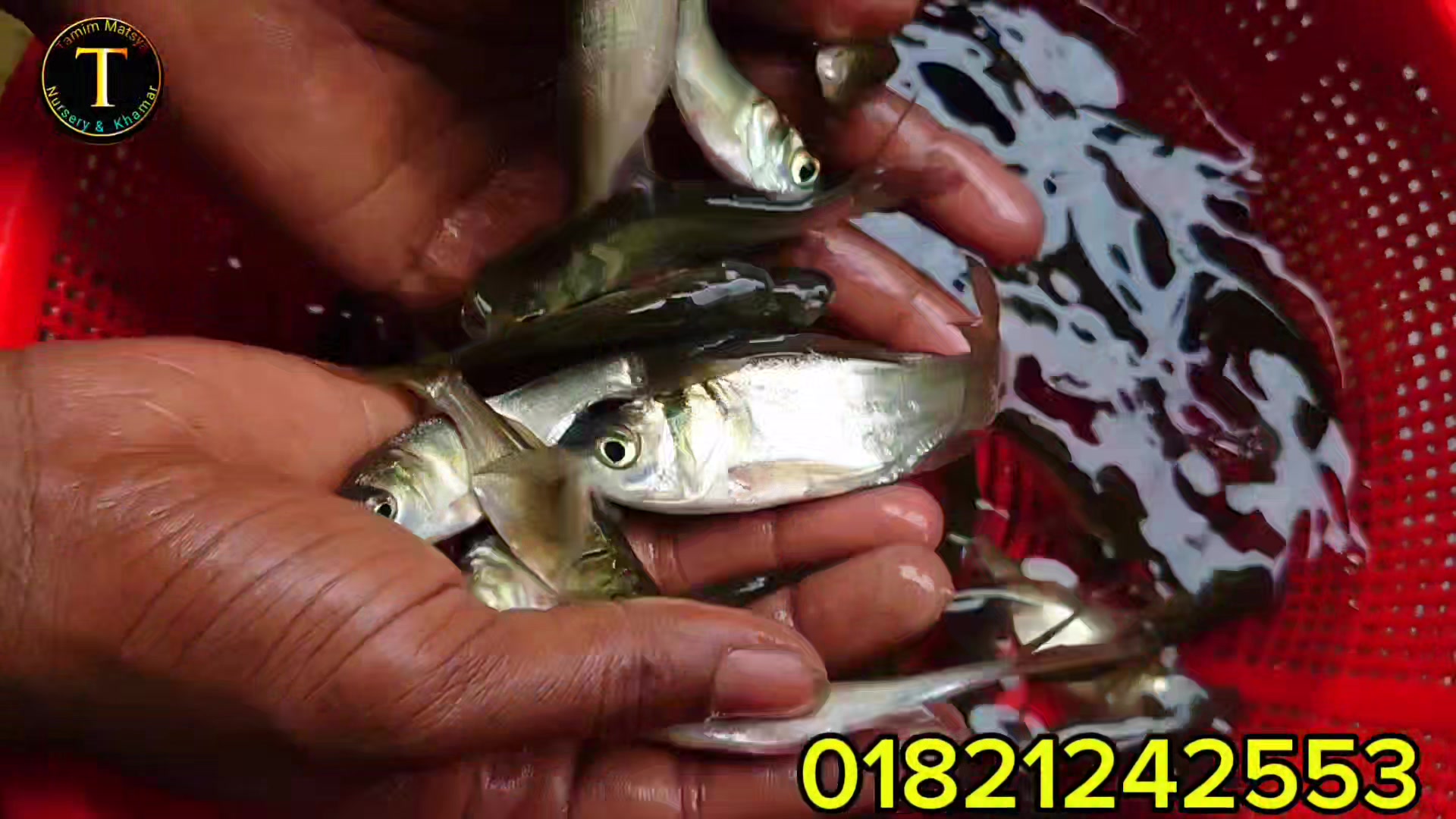 Fish Shop And Supply | Mymensingh