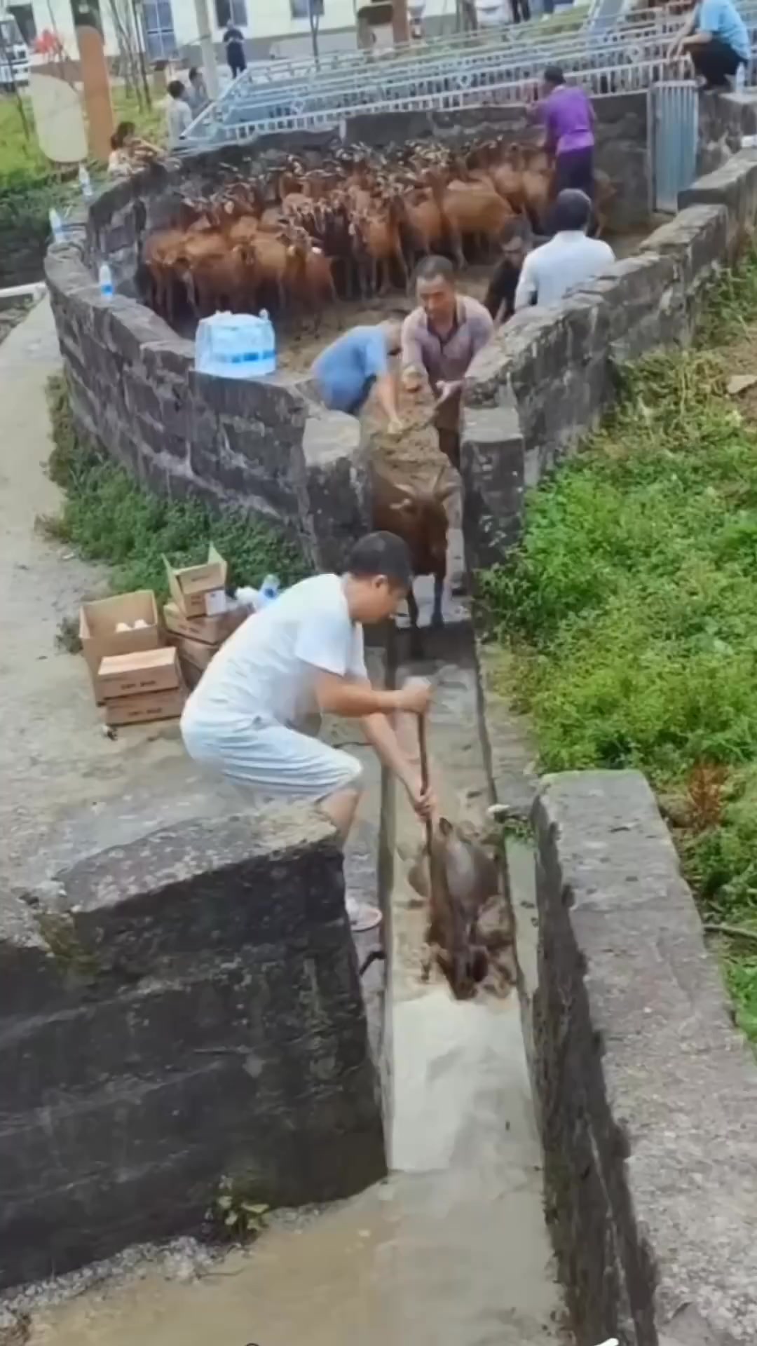 Trồng Cá Nuôi Rau on Reels | Facebook