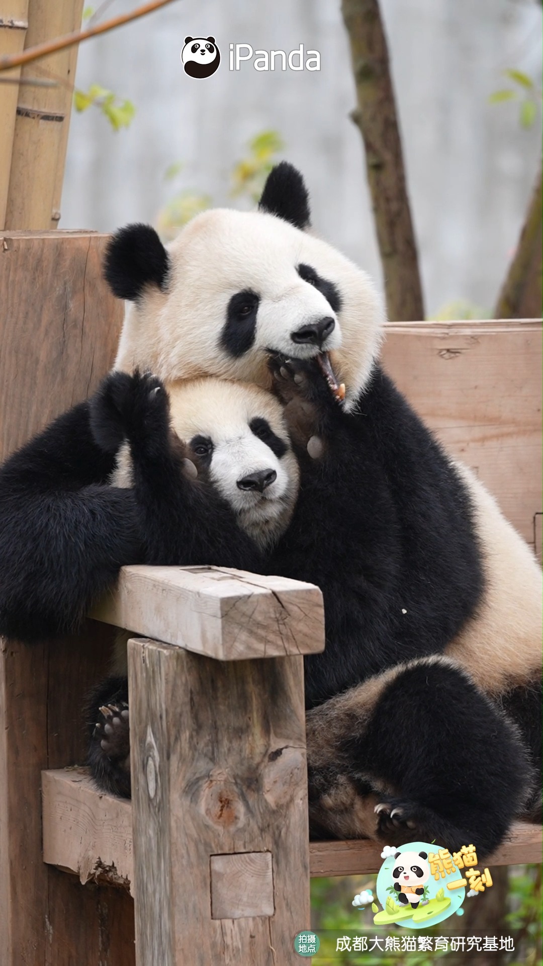 A heartwarming clip of a panda mother and her cub. Their bond is