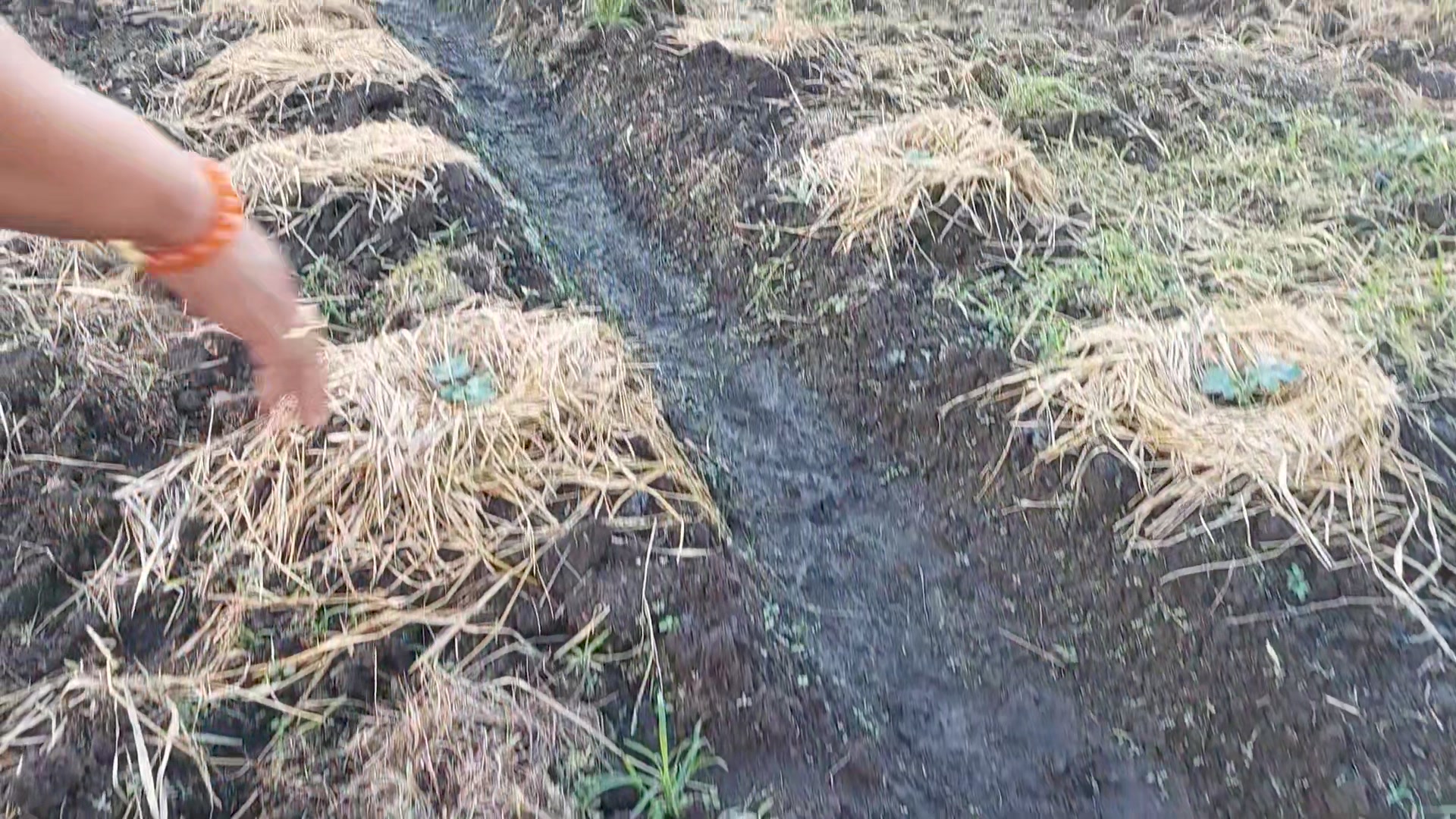 Paglagay ng Dayami ng Palay as Natural Mulching sa Watermelon Hello mga ...