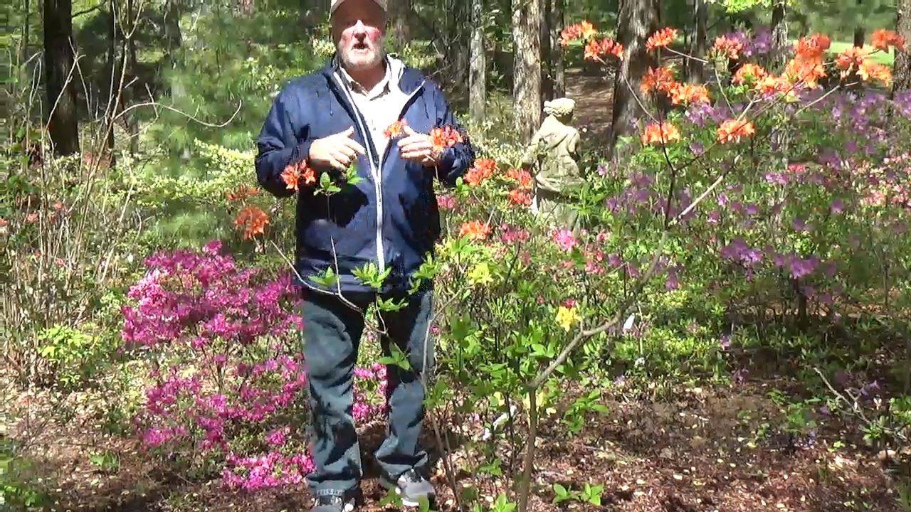 Hey Garden Guy, Charlie Stocker. | Let's look at a Mollis Azalea today ...