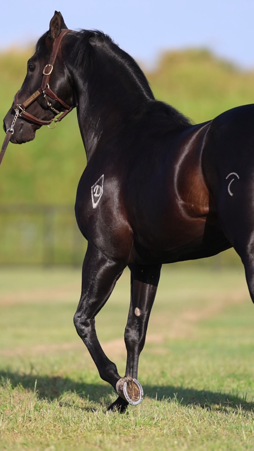 Can we just take a moment for In Hott Pursuit? 🎥 Bloodstock Media ...