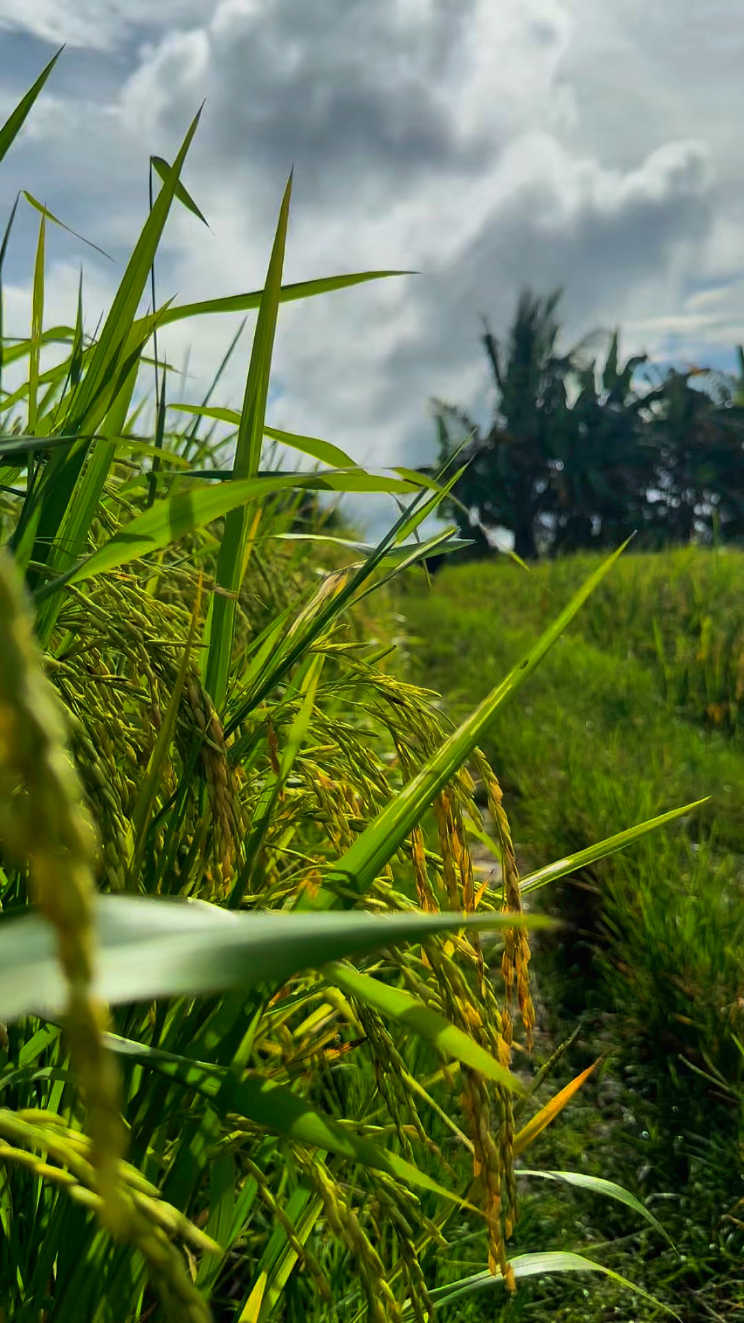 Buhay sa probinsiya—masaya, simple, at puno ng kapayapaan. Miss na miss ...