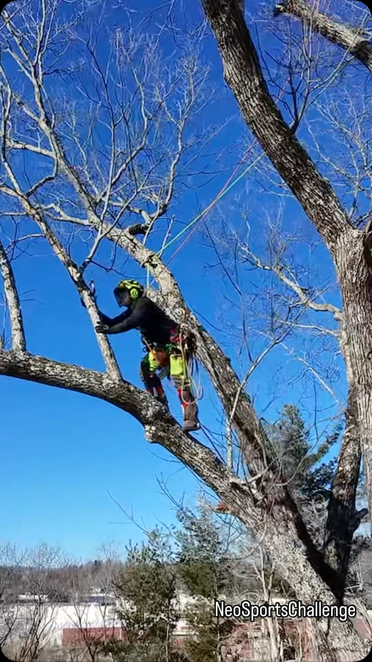Full version of this red oak removal from a while back. The ...