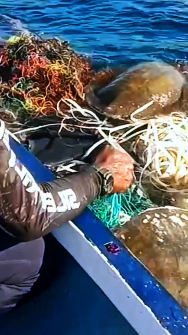 So many sea turtles get entangled on discarded nets/ ropes. @nuhs_ark ...