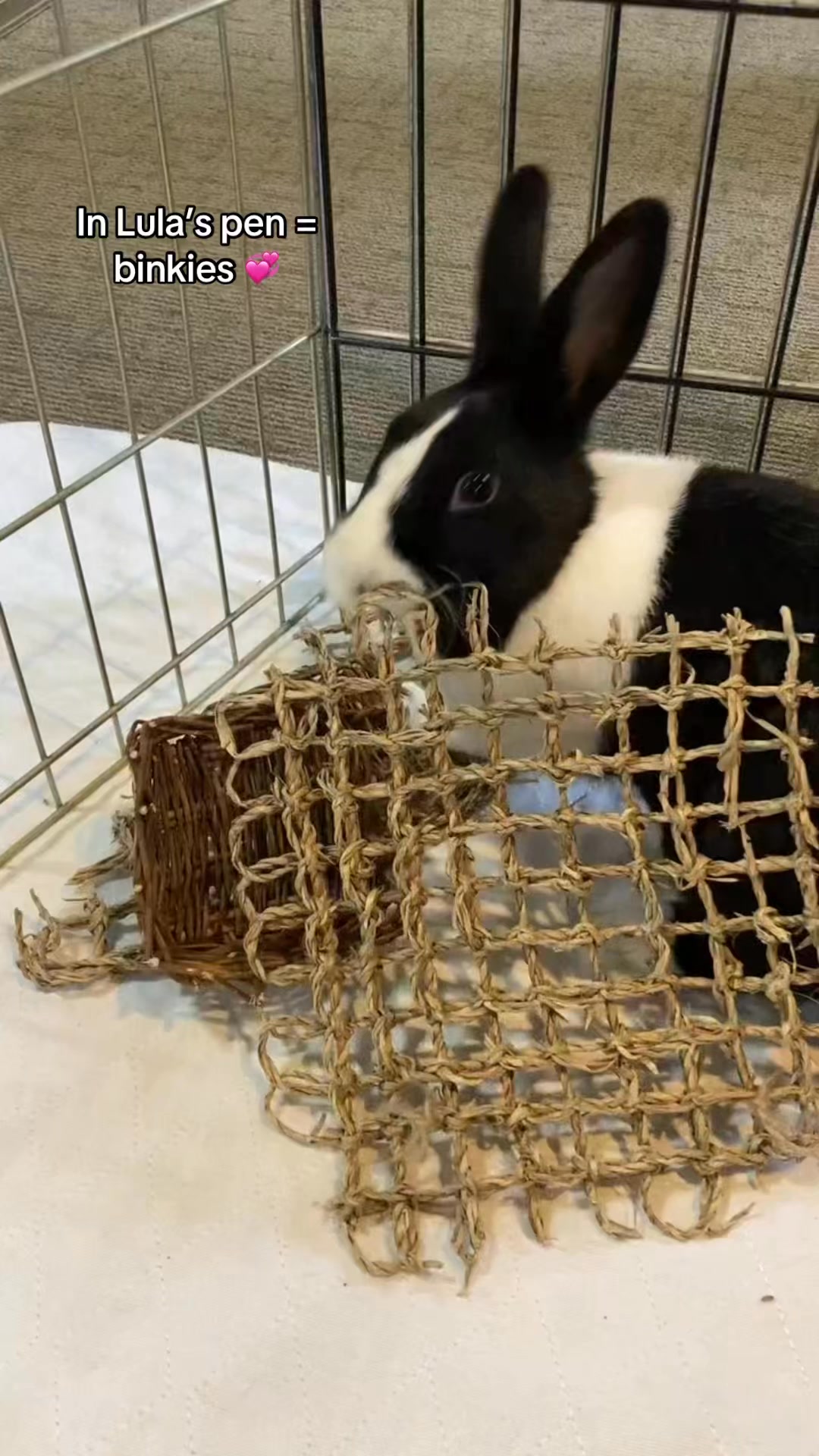 Ohio House Rabbit Rescue | Worthington OH
