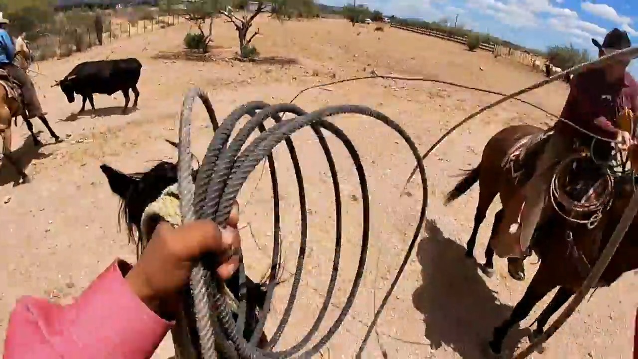 Tensions erupt as two powerful bulls clash over a single cow. This ...