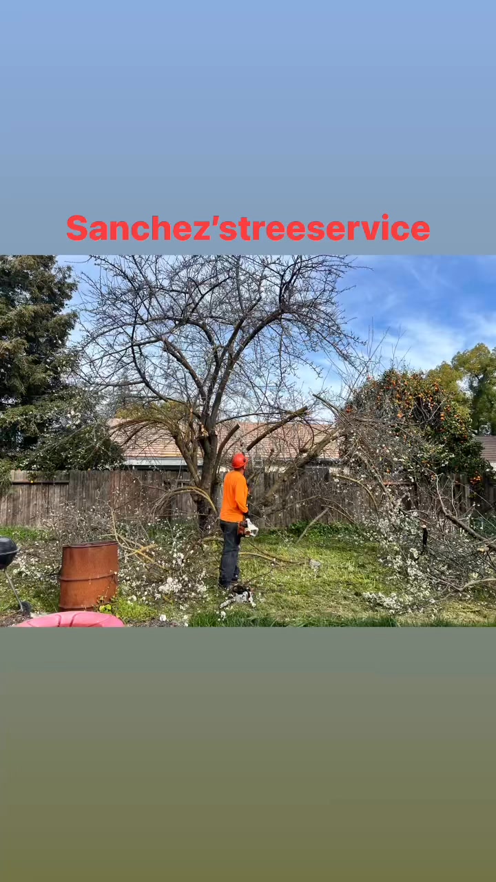 Sanchez's Tree Services | Modesto CA