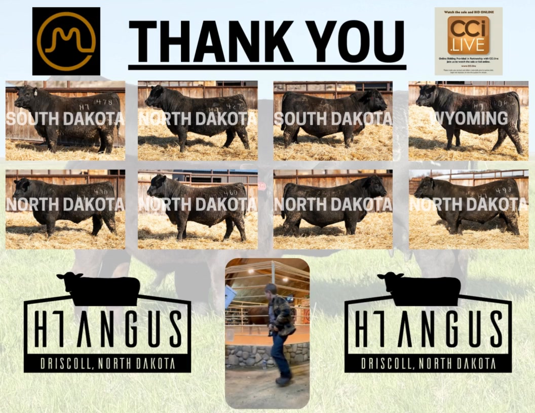 H7 Angus Ranch