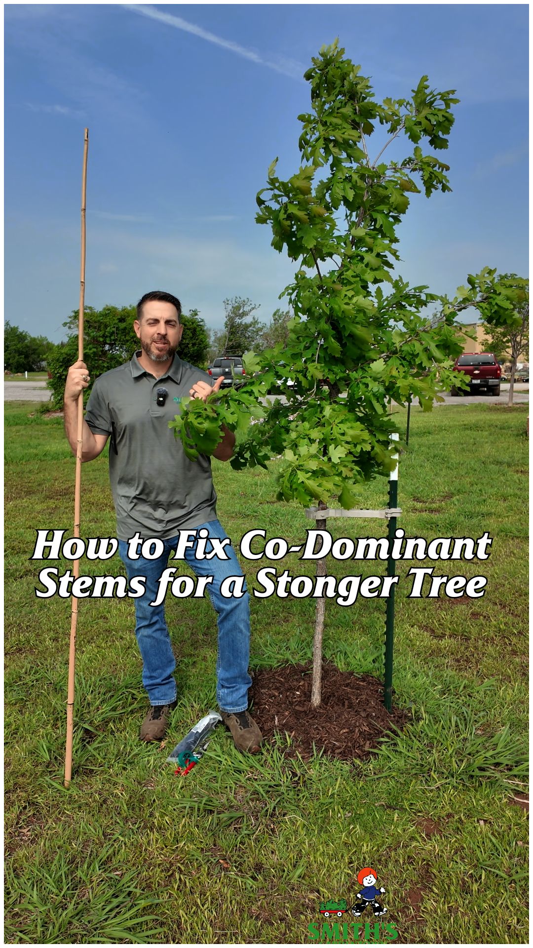 Training your tree for strong, healthy growth! 🌳 If your young tree has ...