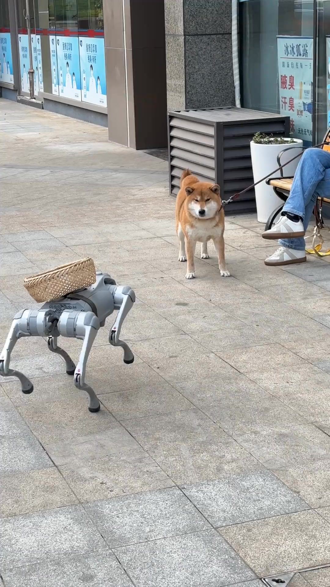 当机器狗遇上真狗 #科技 #机器狗 #柴犬 | 柴柴小八嘎 | Facebook