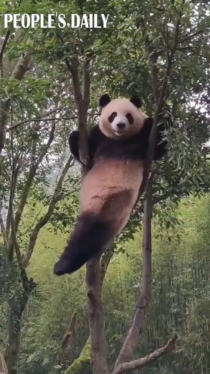 Panda: Eyes on me plz, 3,2,1 and here is a smile just for you