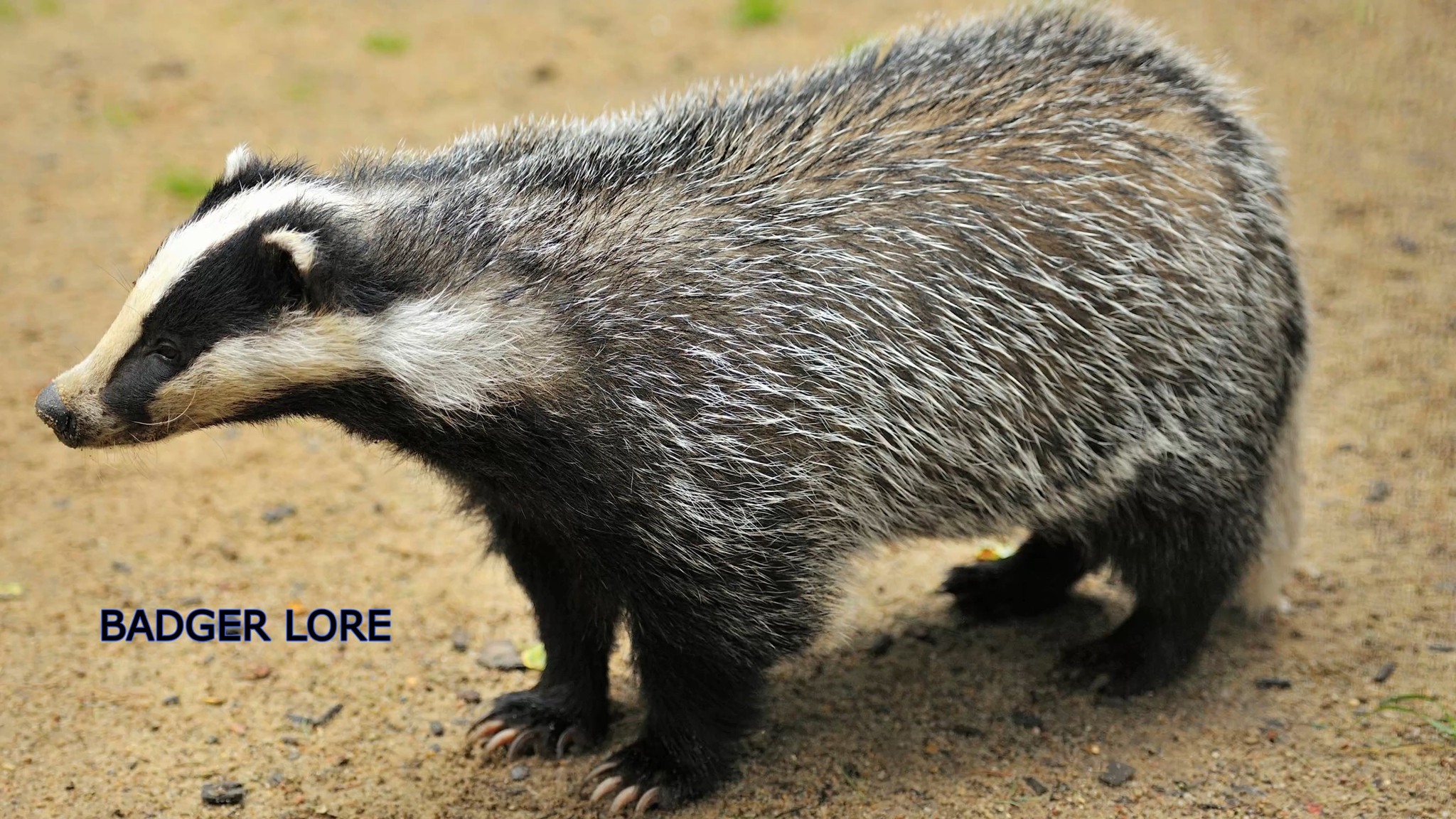 The badger is an animal that, more than most, is aware of Wilden Marsh ...