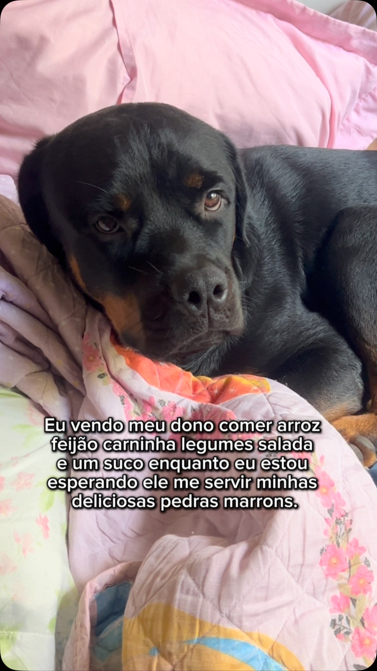 Vai me deixar passar fome?????? 😞 #rottweiler #viral #funny #dog # ...