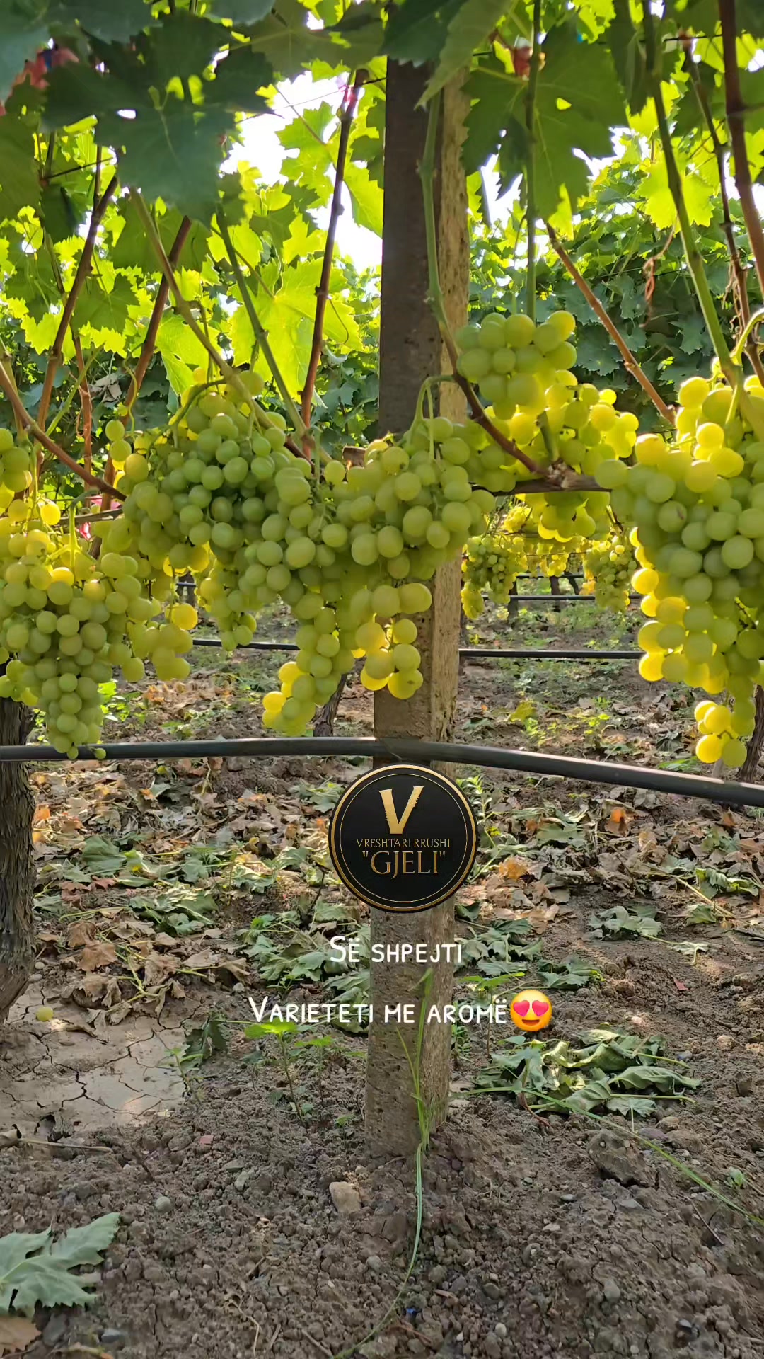 #vreshtarirrushigjeli 🍇 | VreShtari RruShi 