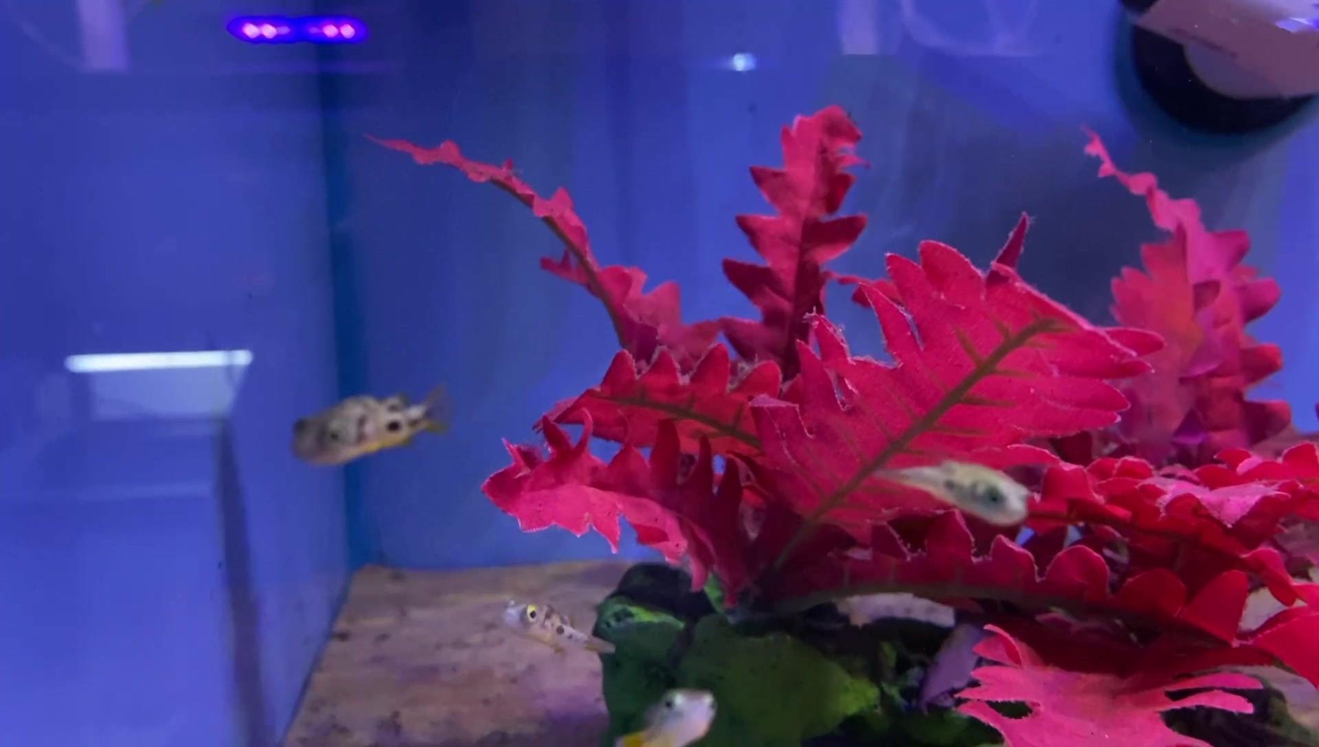 Pea Puffers (affectionately known as Murder Beans) These little ...