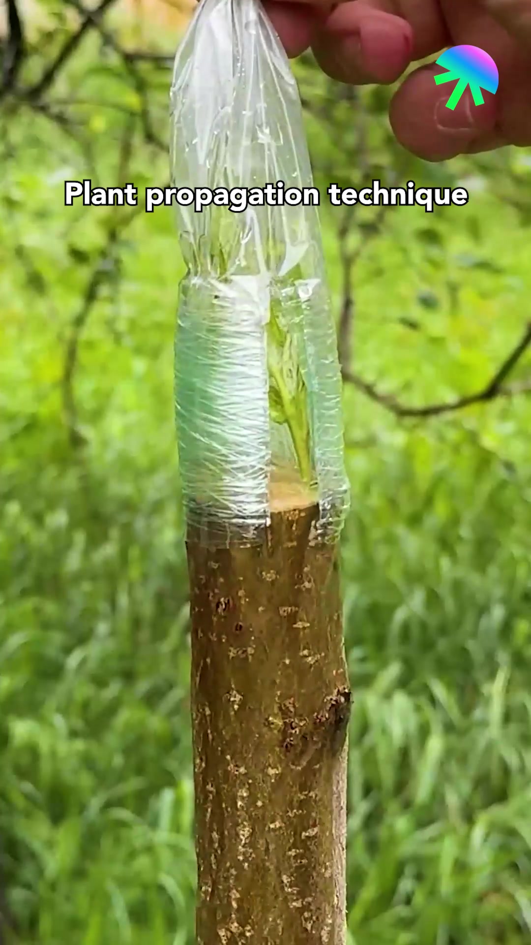 Easy plant propagation technique | Genius Inventions | Facebook