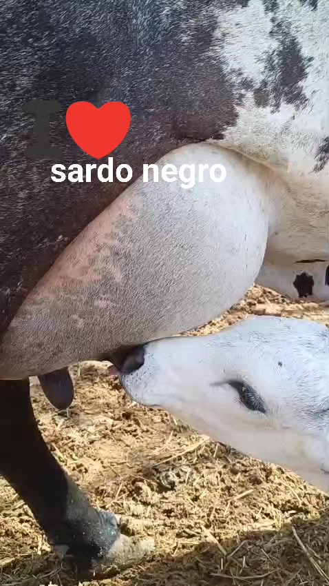 #sardonegro 14/1 TE cria macho #dobleproposito #leche y #carne Rancho ...
