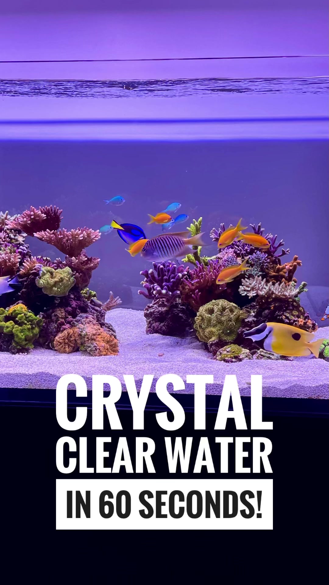 Curated visual reference: Crystal Clear Aquarium Water 60 Seconds Https Reefsite Com Extreme Photo Inspiration