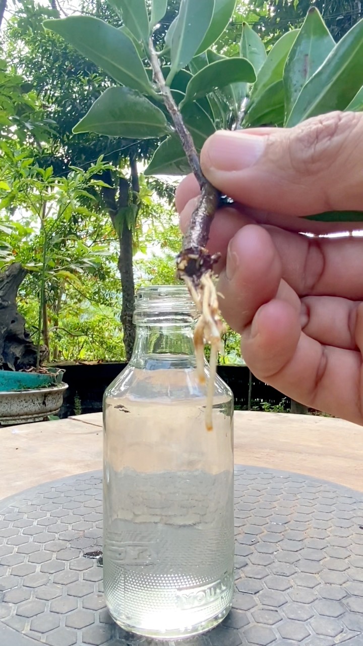 👍 3 weeks have grown roots. new method of propagating ficus plants ...