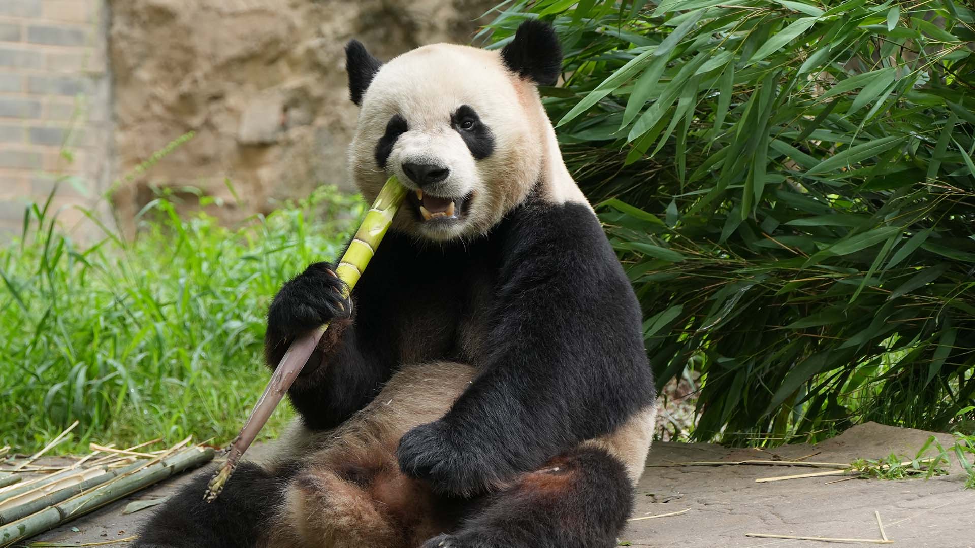 Giant panda Le Le is an adorable little one with a distinct personality ...
