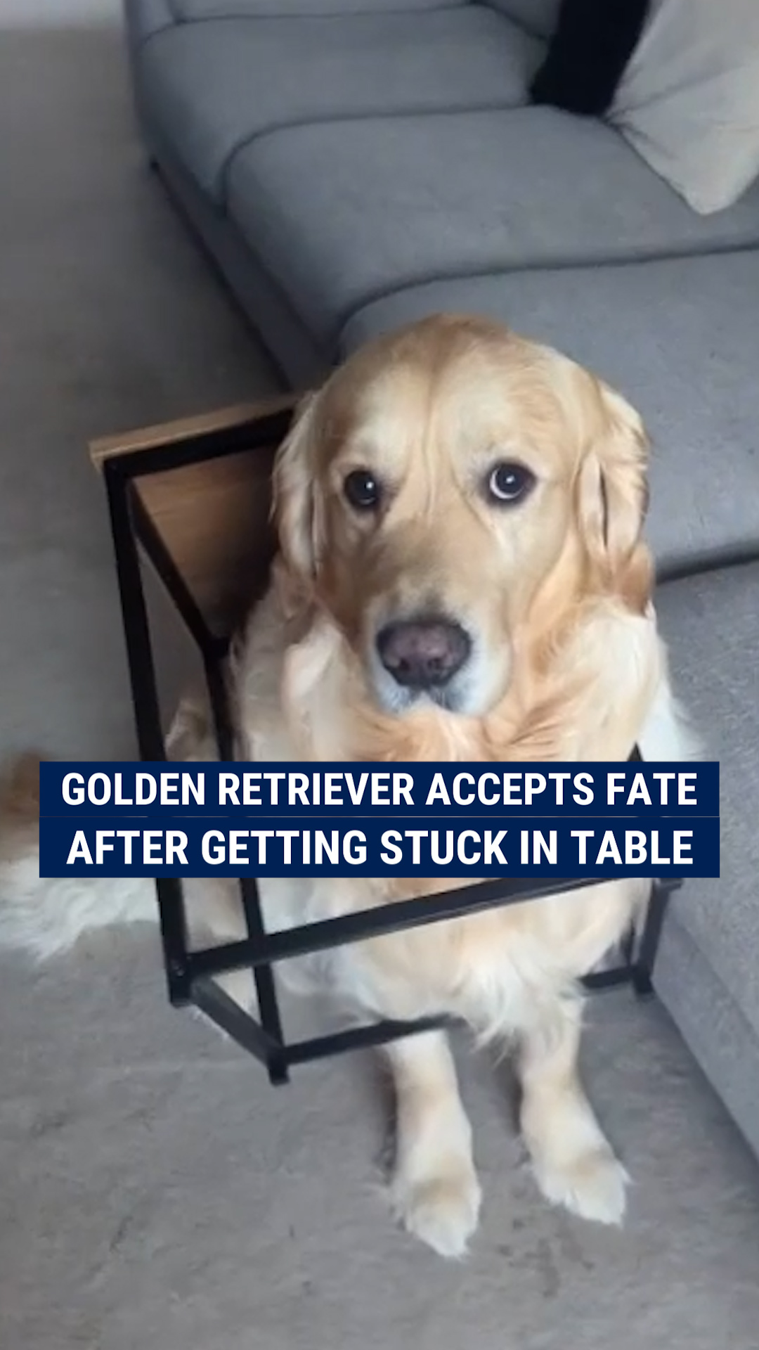 RUFF DAY AT WORK: A golden retriever quietly waited for help after he ...
