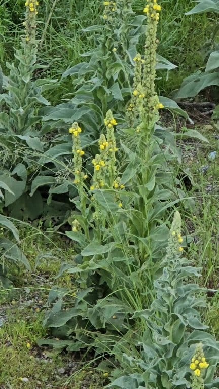 can i smoke mullein in a vape Remember.... is NOT invasive...and even if it is, who cares because it's medicinal and you it as an asthma remedy!! , 🤔 *Moth Pollination *F*ck Mullein *Native Ecology Choose Flavor:Sour Watermelon Drop SMOK Fit Replacement Pods video games