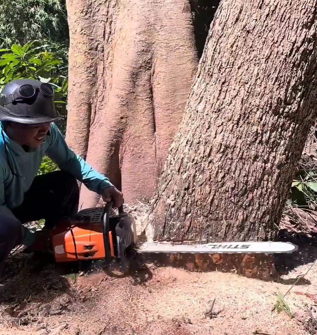 A professional skill man cutting down tree | Dara-W | Facebook