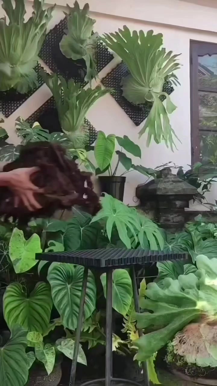 Planting Platycerium wandae 😊 | Simply David & Jen
