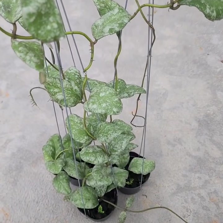 Hoya waymaniae 