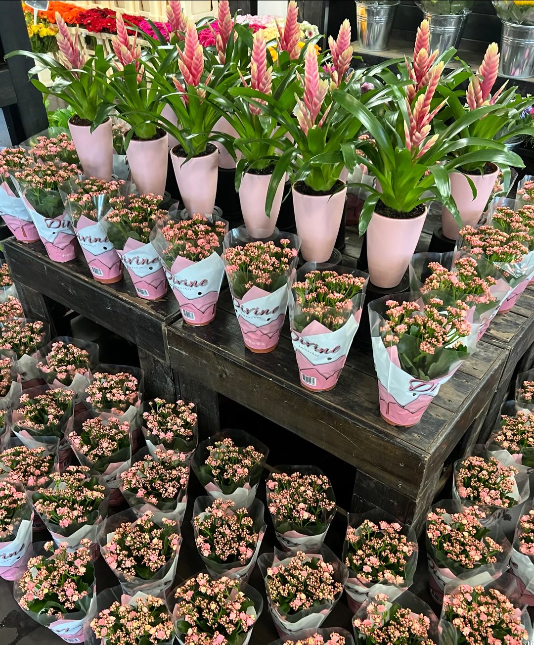 Ricks Bloemen - 🧡👑 HERINNERING 👑🧡 Vandaag zijn wij geopend tot 13:00u 🪴 ...