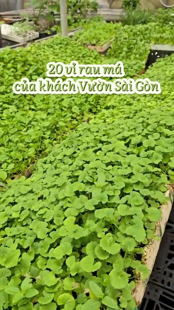 🌿Cây giống rau má 👉 giá chỉ 2.5k/cây 🌿Rau má dễ trồng, bò lan nhanh, ăn ...