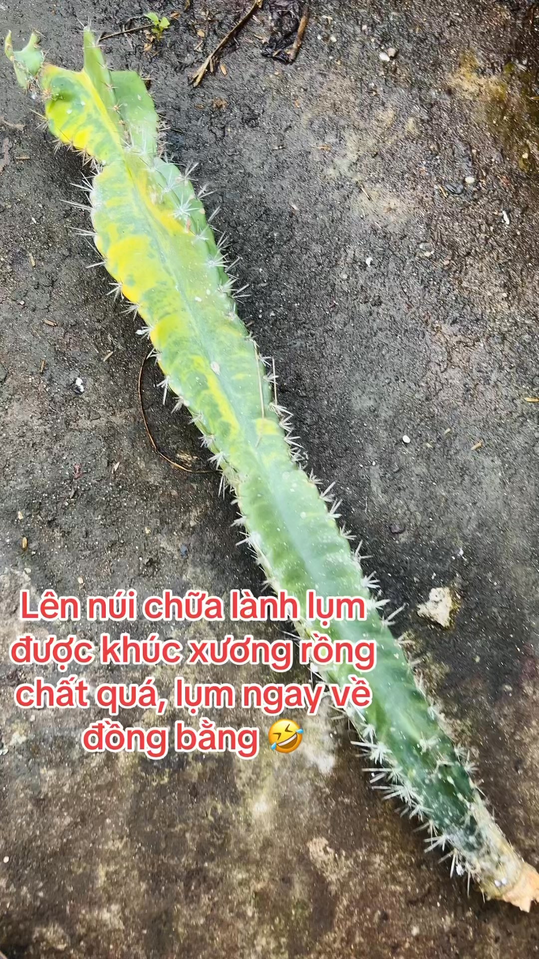 Lên núi gặp cây xương rồng var đột biến #fyp #vuonnhaque #kiengla # ...