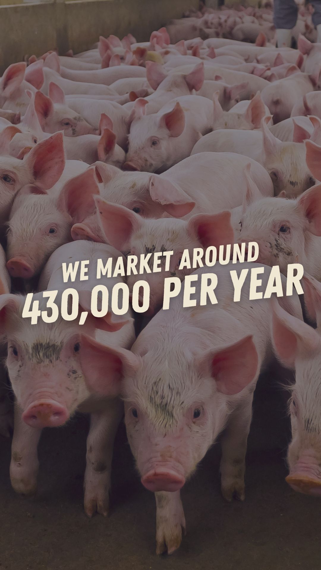 J-Six Enterprises Swine Division markets around 430,000 pigs per year ...