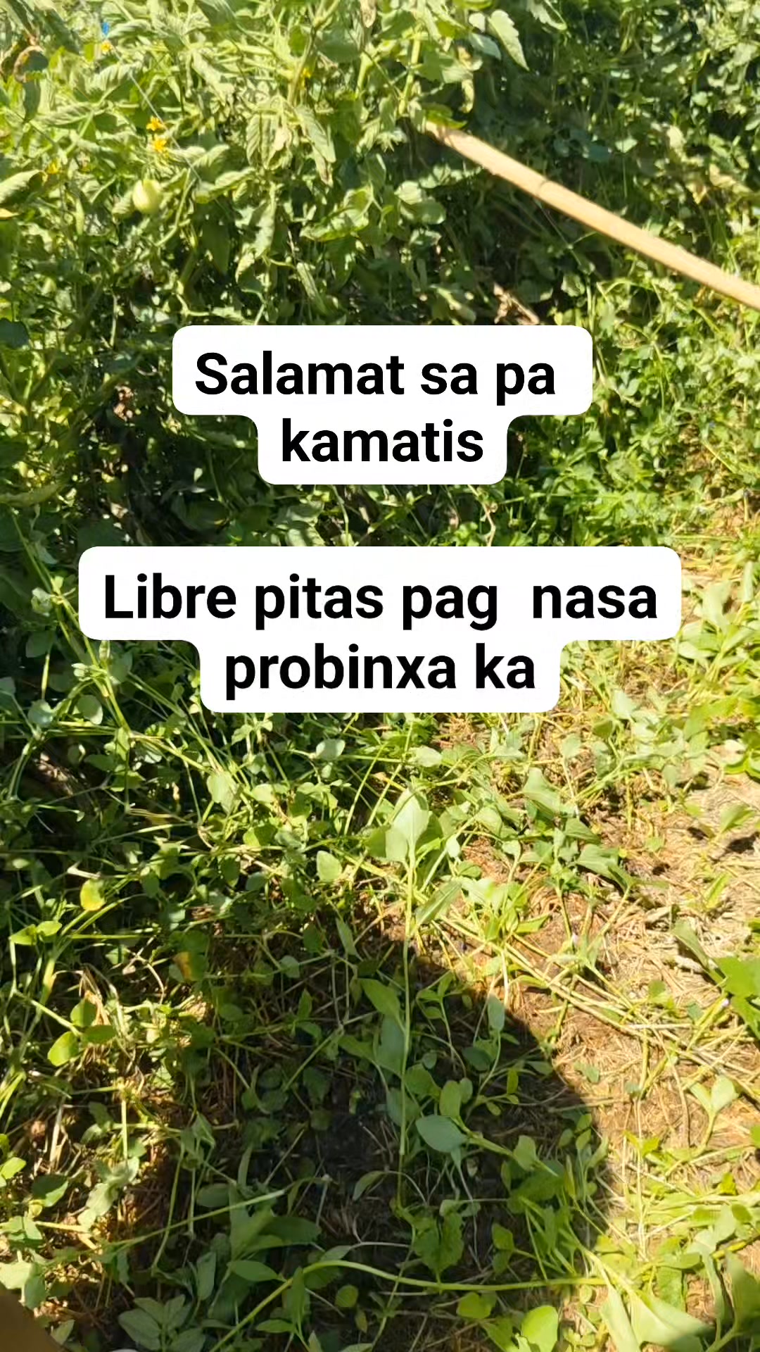 Libring harvest ng kamatis #highlights #kamatis #harvest | Lyra Bacar ...