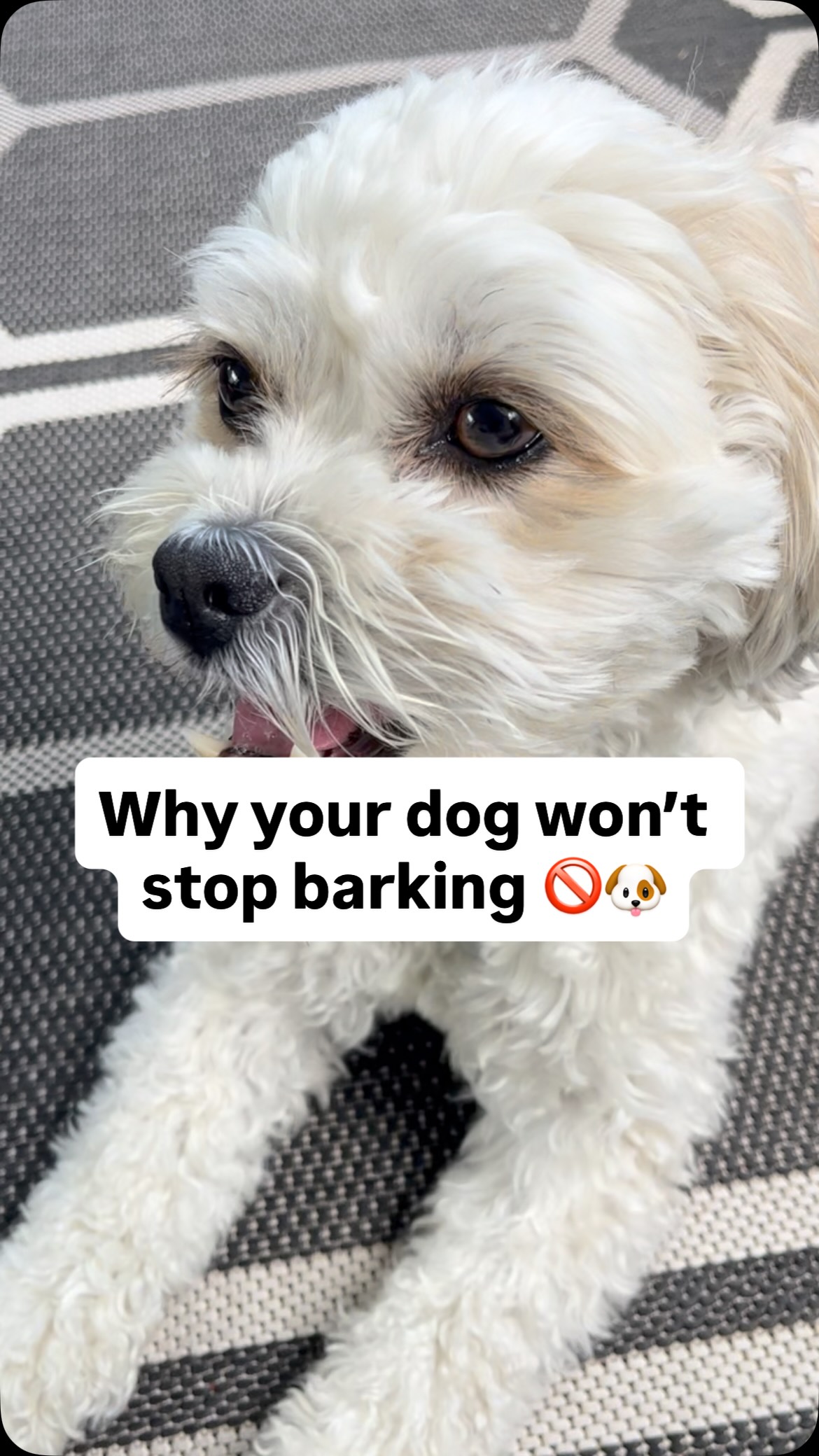 If you want to create a calm and obedient dog, you need to start with ...