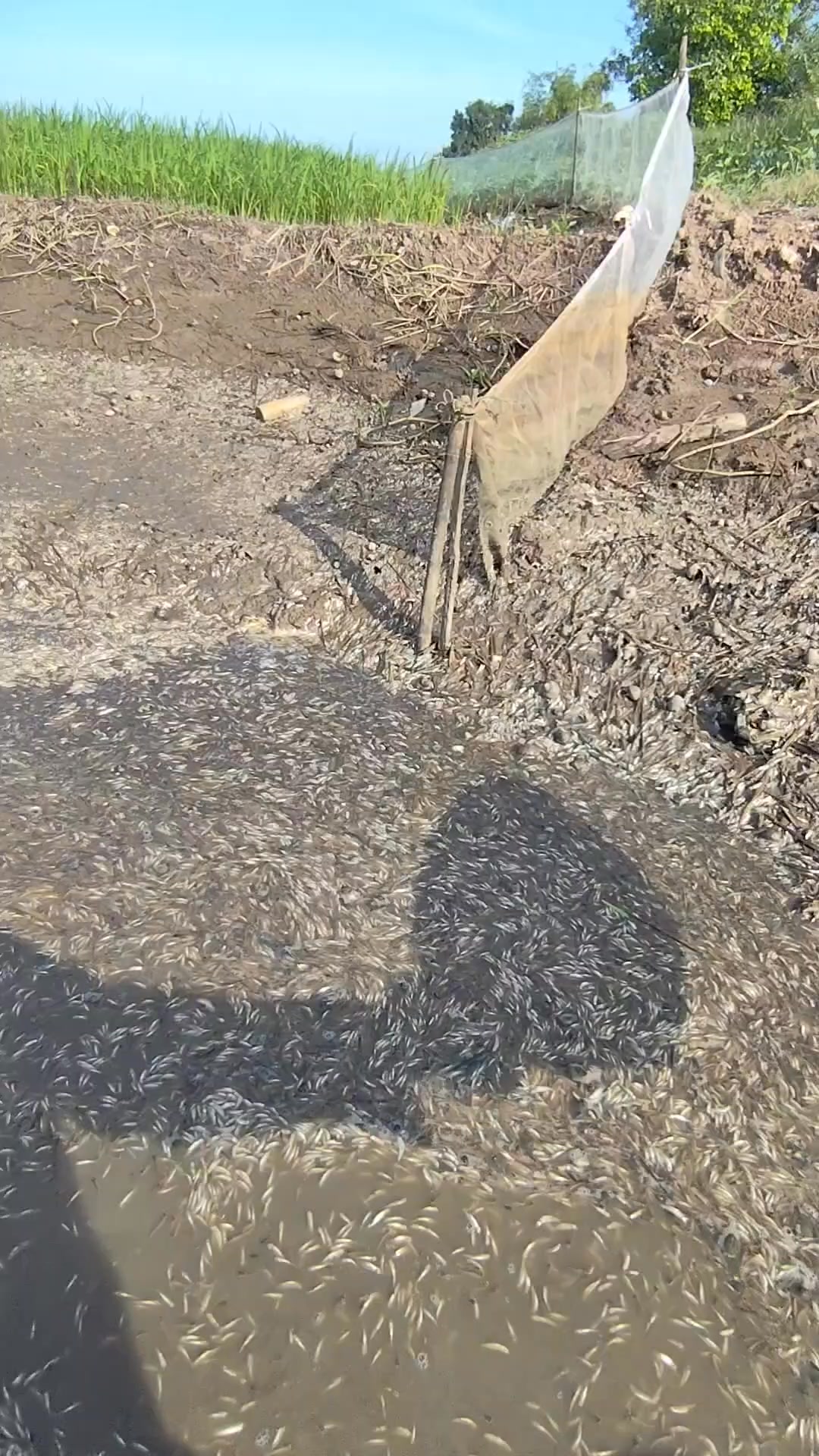 Hot water causes fish to dry up. | Zav Bola | Facebook