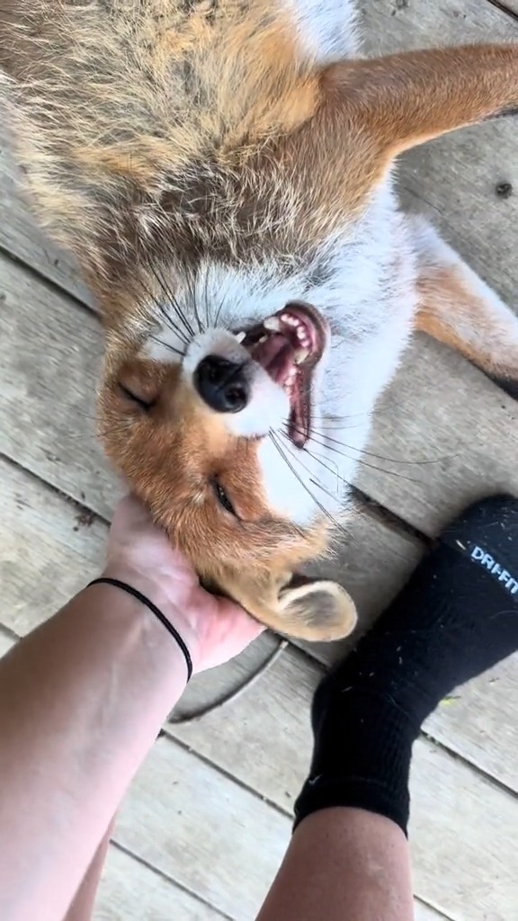 19_🦊 + ME = 🦋 #kikithefox #kikifoxfamily #nopets #fuchs #fox. | Olivia ...