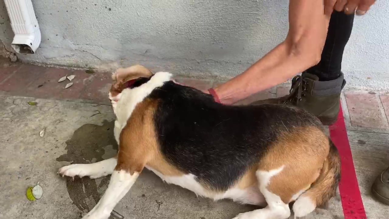 This is Hazel and this is the horrific reality of animal testing. Hazel ...
