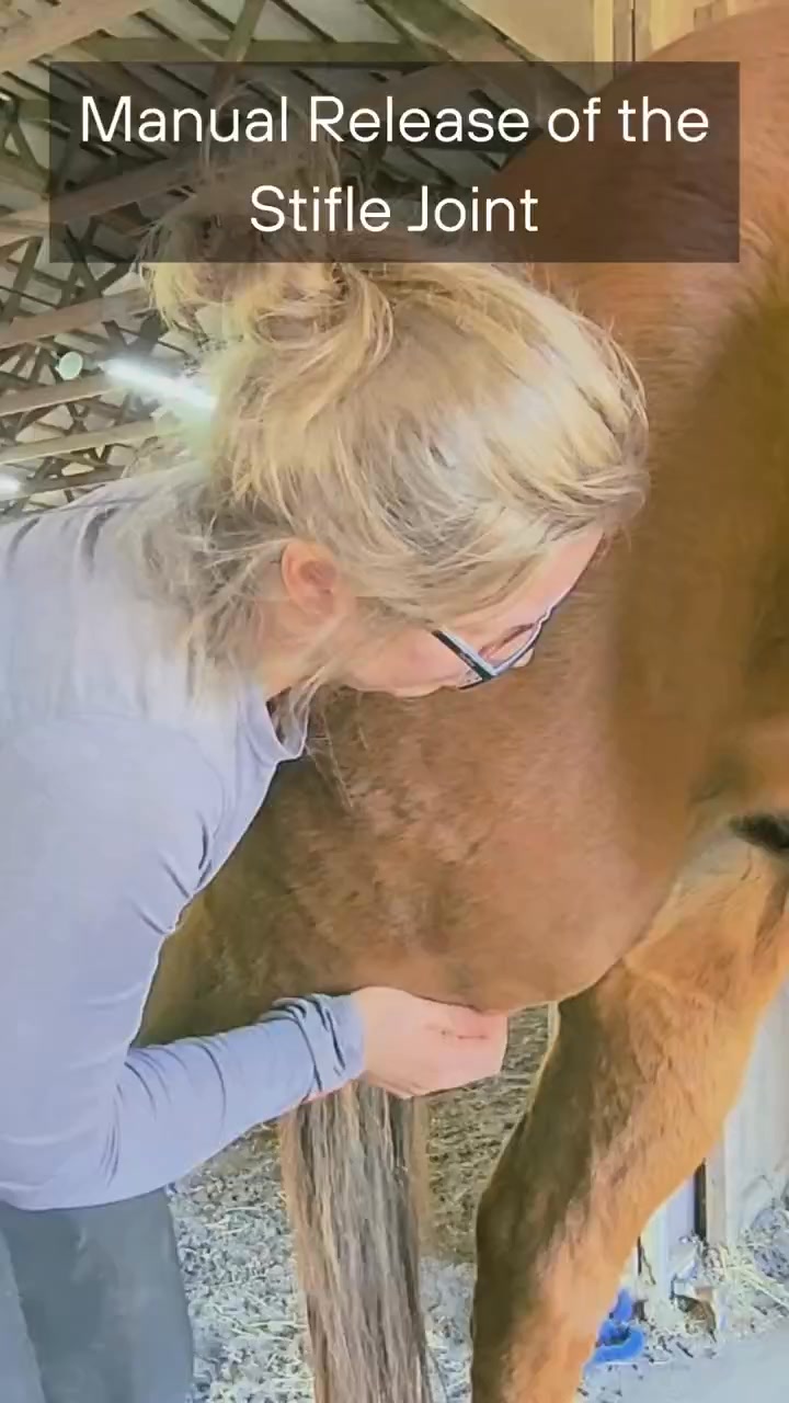 Manual Release of the Stifle Joint #shorts #horse #wellness # ...