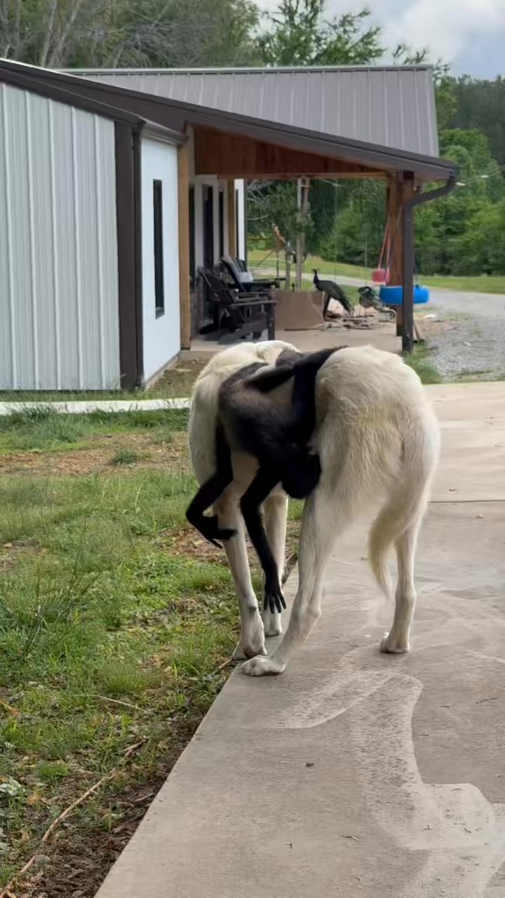 Just a sweet boy and his dog🩵 | Clanton Ridge Farm | Facebook