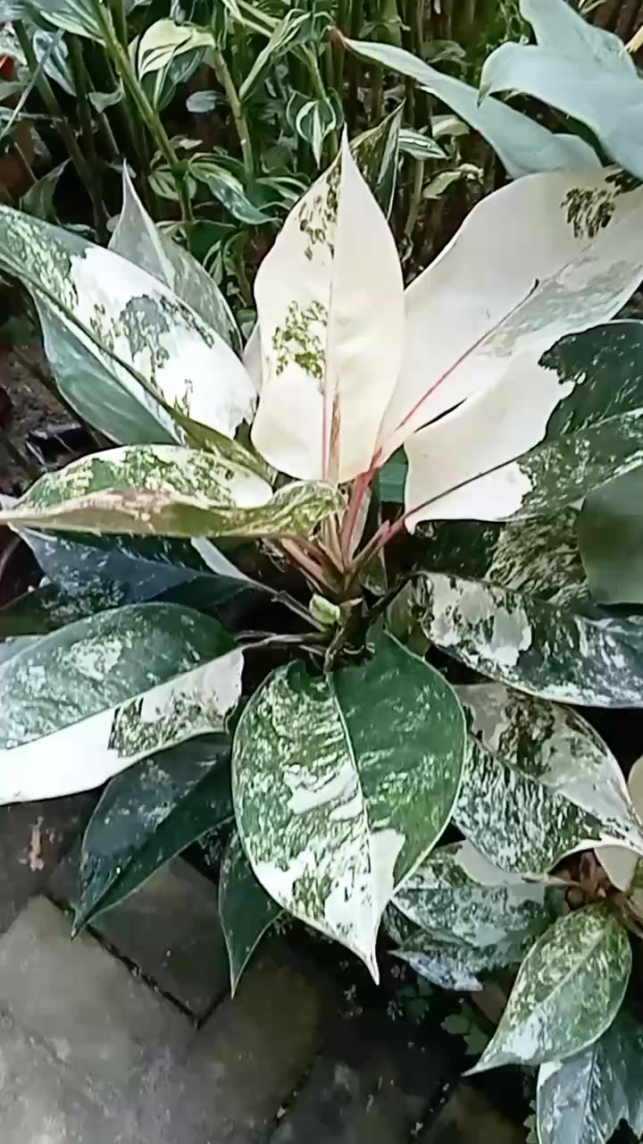 Aglaonema Siam jade variegated☘️☘️😍