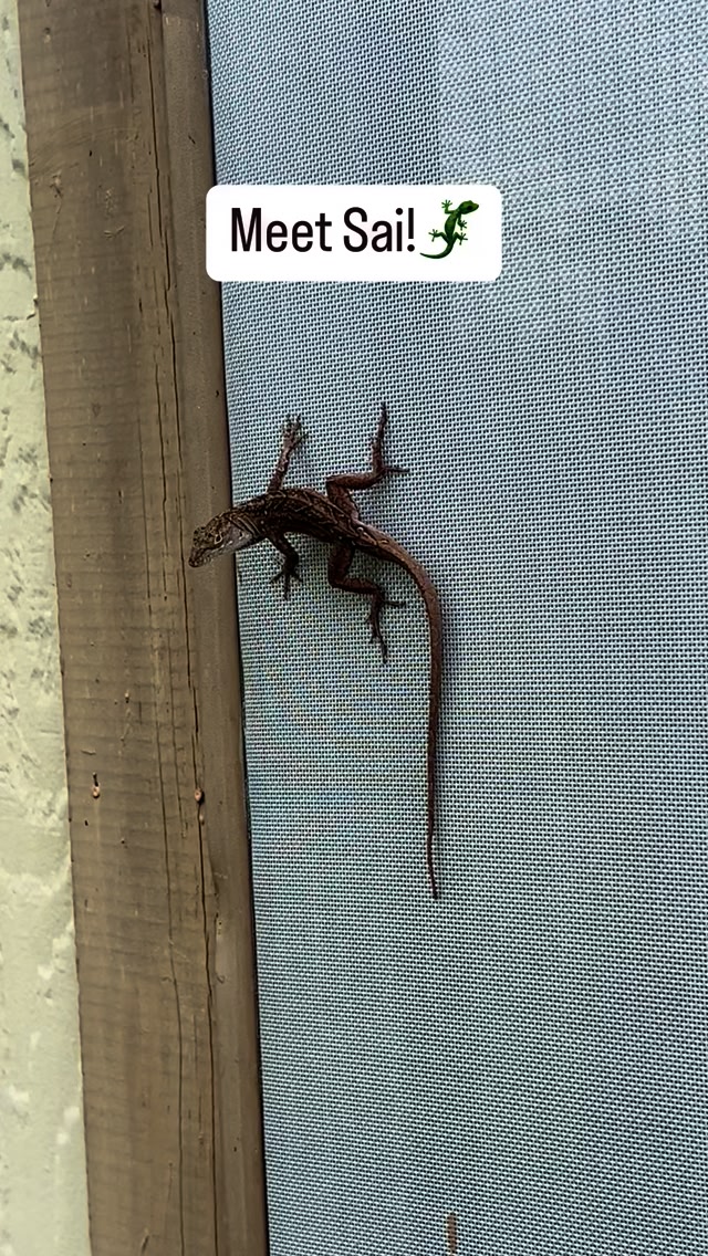 👑 Introducing Sai! He is one of four resident adult male Cuban Anole ...