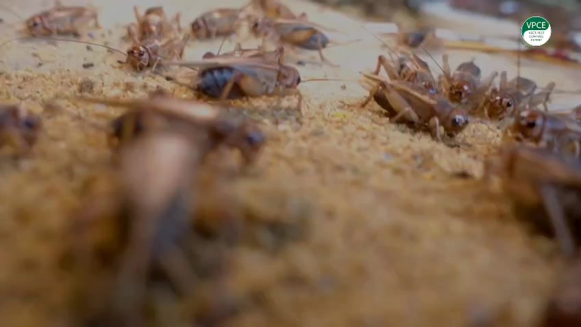 Bienvenue sur la page officielle de VECT-PEST CONTROL EXPERT. Créée en ...
