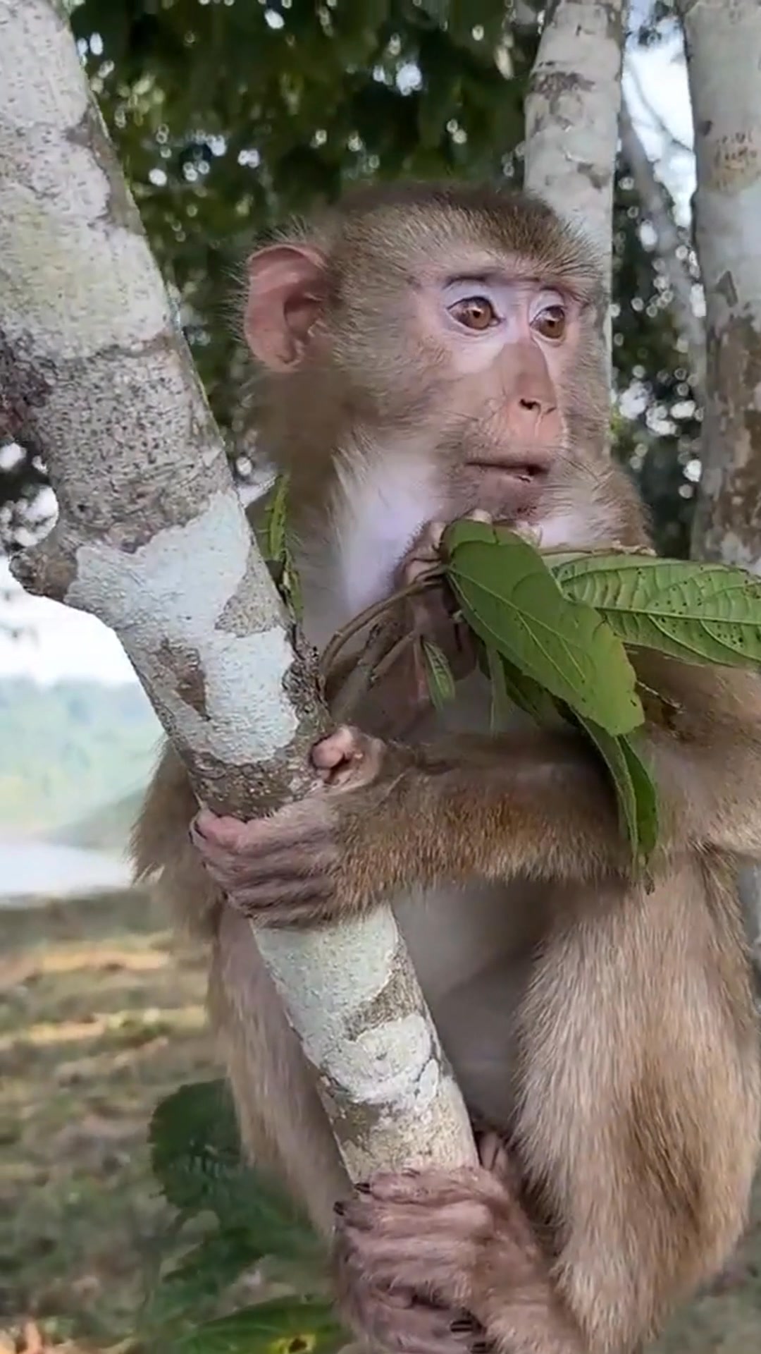 Relieved dad finds Monkey Kaka alive and well in the wild | LyLy News ...