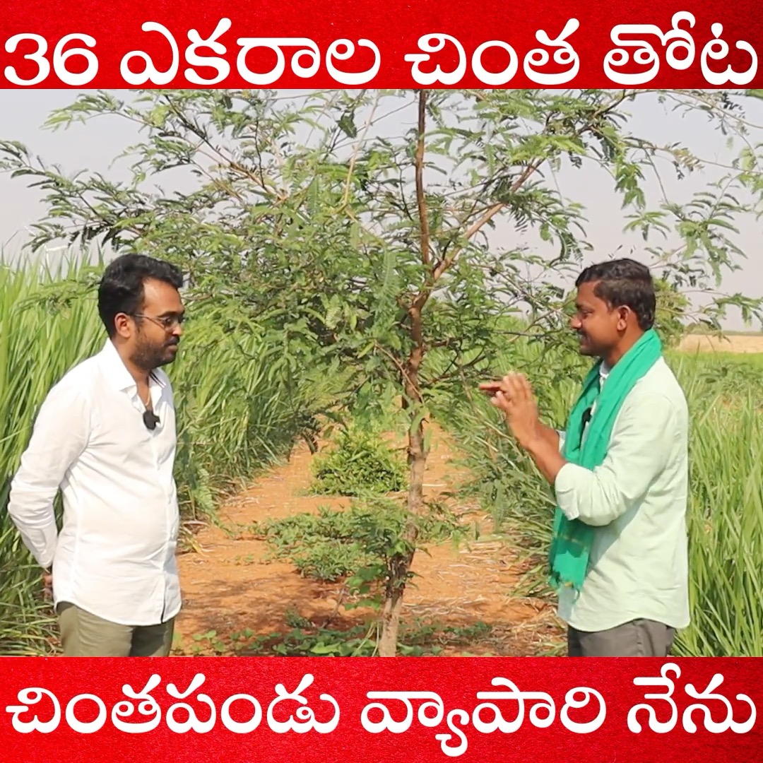 36 ఎకరాల చింత తోట చింతపండు వ్యాపారి నేను #rythubadi #agriculture # ...